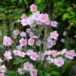 Anemone hybrida 'Robustissima' - Anemona japoneza la ghiveci P9 - imagine 2