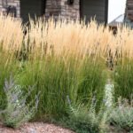 Calamagrostis x acutiflora 'Karl Foerster' - Iarbă cu pene de stuf la ghiveci P9