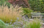 Calamagrostis x acutiflora 'Karl Foerster' - Iarbă cu pene de stuf la ghiveci P9 - imagine 3