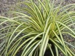Carex oshimensis 'Evergold' - Rogoz japonez vesnic verde la ghiveci P17