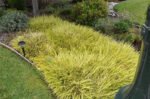Carex oshimensis 'Evergold' - Rogoz japonez vesnic verde la ghiveci P17 - imagine 2