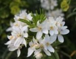 Choisya x dewitteana 'Aztec Pearl' - Portocal Mexican - planta perena vesnic verde cu flori parfumate la ghiveci P9 - 15-20 cm