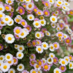 Erigeron karvinskianus - Margareta mexicană acoperitoare de sol la ghiveci P9 - imagine 2