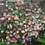 Erigeron karvinskianus - Margareta mexicană acoperitoare de sol la ghiveci P9