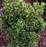 Euonymus Japonicus Kathy cu frunzis vesnic verde la ghiveci P9, H 15-20 cm - imagine 2
