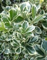 Euonymus Japonicus Kathy cu frunzis vesnic verde la ghiveci P9, H 15-20 cm