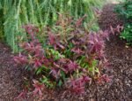 Leucothoe keiskei 'Royal Ruby' planta perena pentru umbra vesnic verde la ghiveci P9.5 H 15-20 cm (Livrarea dupa 10 Septembrie) - imagine 2