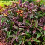 Leucothoe keiskei 'Royal Ruby' planta perena pentru umbra vesnic verde la ghiveci P9.5 H 15-20 cm (Livrarea dupa 10 Septembrie)