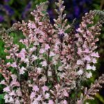 Linaria purpurea Canon J. Went - Linarita roz la ghiveci P9 - imagine 2