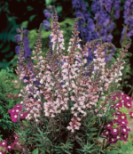 Linaria purpurea Canon J. Went - Linarita roz la ghiveci P9