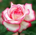 Trandafir La Minuette, parfum subtil - la ghiveci C2