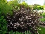 Fizocarpul rosu "Andre" - Physocarpus opulifolius Andre la ghiveci P9.5 , H 10-20 cm - imagine 3