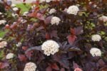 Fizocarpul rosu "Andre" - Physocarpus opulifolius Andre la ghiveci P9.5 , H 10-20 cm