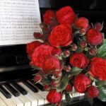 Trandafir Piano - parfum subtil -  Tantau - la ghiveci C2 - imagine 2