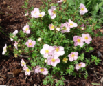 Potentilla fruticosa „Blink Princess” - Potentila arbustiva roz la ghiveci P15 - imagine 2