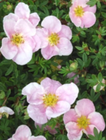 Potentilla fruticosa „Blink Princess” - Potentila arbustiva roz la ghiveci P15