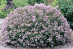 Syringa meyeri 'Palibin - Liliac pitic la ghiveci P 9.5 H 40 cm (Livrarea dupa 10 Septembrie) - imagine 2