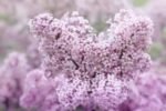 Syringa meyeri 'Palibin - Liliac pitic la ghiveci P 9.5 H 40 cm (Livrarea dupa 10 Septembrie)