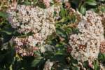 Viburnum tinus 'Eve Price'- Calin vesnic verde la ghiveci P9.5 , H 10-20 cm - imagine 3