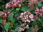Viburnum tinus 'Eve Price'- Calin vesnic verde la ghiveci P9.5 , H 10-20 cm