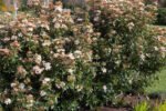 Viburnum tinus 'Eve Price'- Calin vesnic verde la ghiveci P9.5 , H 10-20 cm - imagine 2