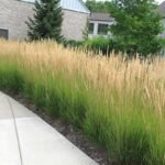 Calamagrostis x acutiflora 'Karl Foerster' - Iarbă cu pene de stuf la ghiveci P9 - imagine 2