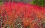 Cornus sanguinea  'Anny's Winter Orange' - Cornisor cu scoarta portocalie la ghiveci P9 , H 20-30 cm - imagine 2