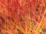 Cornus sanguinea  'Anny's Winter Orange' - Cornisor cu scoarta portocalie la ghiveci P9 , H 20-30 cm - imagine 3