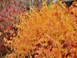 Cornus sanguinea  'Anny's Winter Orange' - Cornisor cu scoarta portocalie la ghiveci P9 , H 20-30 cm