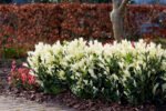 Euonymus Japonicus Paloma Blanca cu frunzis vesnic verde la ghiveci P9.5, H 15-20 cm - imagine 2