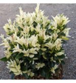 Euonymus Japonicus Paloma Blanca cu frunzis vesnic verde la ghiveci P9.5, H 15-20 cm