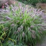 Pennisetum alopecuroides 'Viridescens' (Iarba fântână rosie) la ghiveci P9