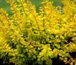 Berberis thunbergii 'Evita' - Dracila - la ghiveci P9.5 , H 15-20 cm