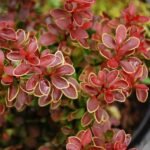 Berberis thunbergii 'Golden Ring' - Dracila - la ghiveci, H 15-20 cm
