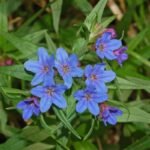 Buglossoides purpurocaerulea - Margeluse sau Sageata Albastra -  la ghiveci P9