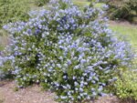 Ceanothus impressus Victoria - Liliac Californian vesnic verde la ghiveci P11, H 15-20 cm - imagine 3