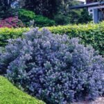 Ceanothus impressus Victoria - Liliac Californian vesnic verde la ghiveci P11, H 15-20 cm - imagine 2