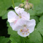 Muscata perena de gradina - Geranium 'St. Ola' la ghiveci P9