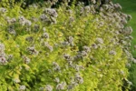 Oregano - Origanum vulg. 'Thumble's Variety'