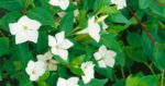 Vinca major Alba - Saschiu vesnic verde cu frunza mare si flori albe la ghiveci P9