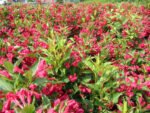 Weigela 'Eva Rathke' la ghiveci P 9.5, H 30 cm - imagine 3