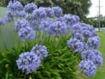 Agapanthus africanus - Crin African la ghiveci P 9 - imagine 2
