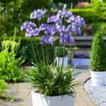 Agapanthus africanus - Crin African la ghiveci P 9
