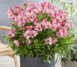 Alstroemeria 'Compact Charlotte' (soi pitic) - Crinul Peruan la ghiveci P9 - H 5-10 cm - imagine 2