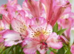 Alstroemeria 'Compact Charlotte' (soi pitic) - Crinul Peruan la ghiveci P9 - H 5-10 cm