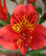 Alstroemeria 'Majestic Longue' (soi inalt) - Crinul Peruan la ghiveci P9 - H 5-10 cm