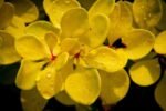 Berberis thunbergii 'Evita' - Dracila - la ghiveci P9.5 , H 15-20 cm - imagine 3