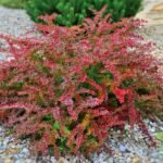 Berberis thunbergii 'Golden Ring' - Dracila - la ghiveci, H 15-20 cm - imagine 3