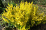 Berberis thunbergii 'Evita' - Dracila - la ghiveci P9.5 , H 15-20 cm - imagine 2