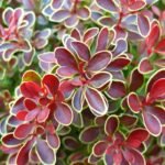 Berberis thunbergii 'Golden Ring' - Dracila - la ghiveci, H 15-20 cm - imagine 2